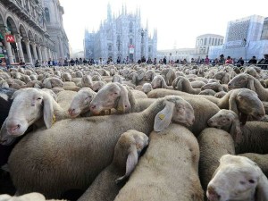 pecore in duomo